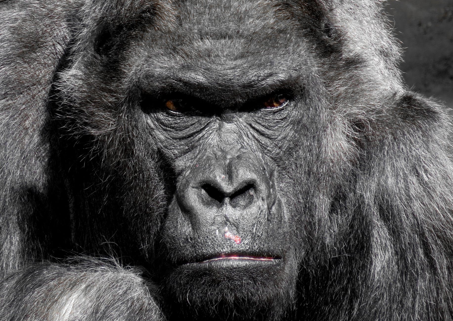 close up photo of gorilla