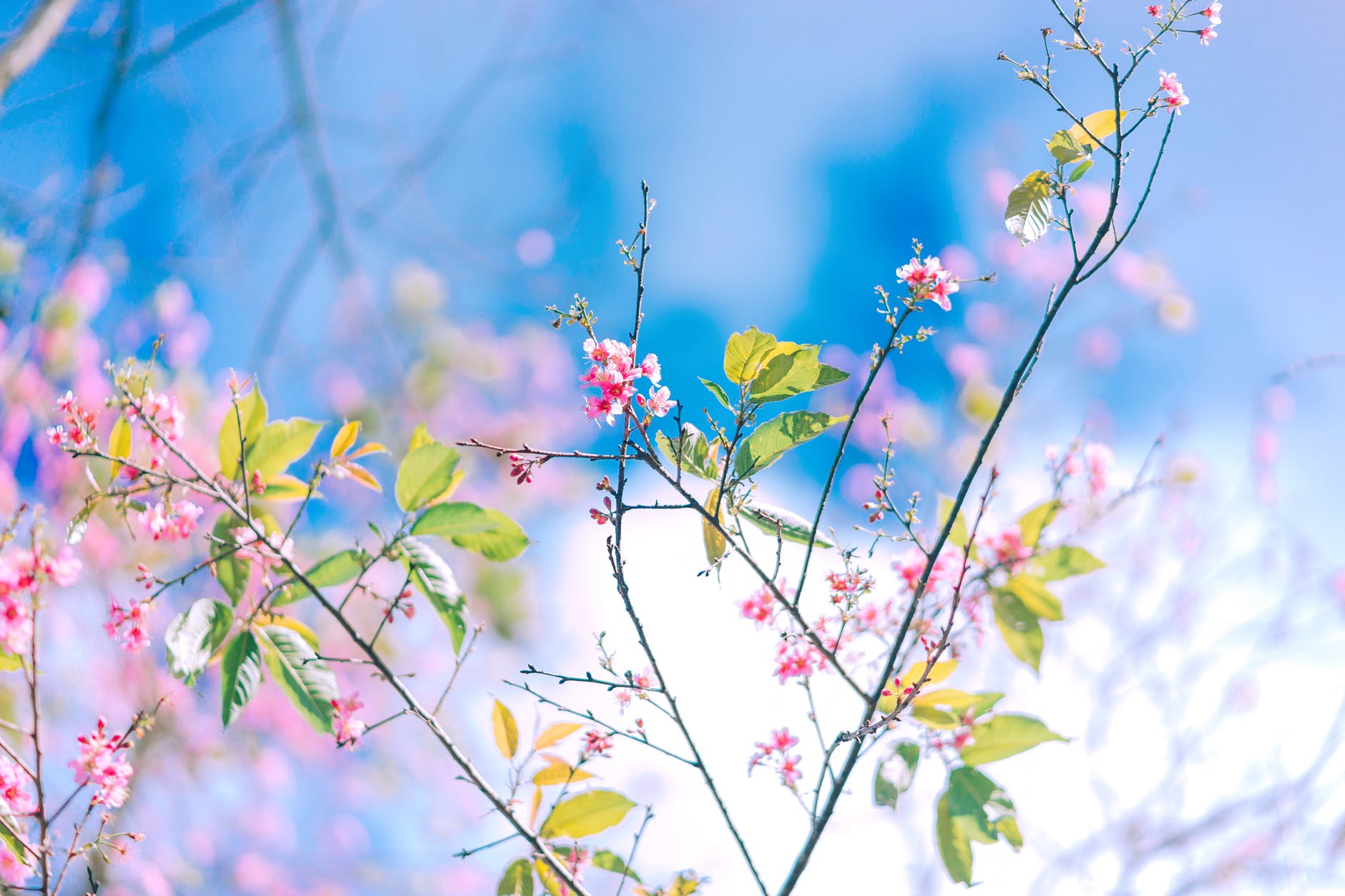 pink flowering plant